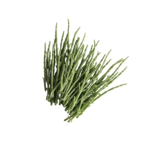salicornia (fresco)