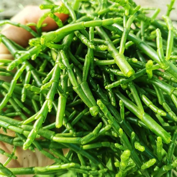 salicornia fresca 1kg