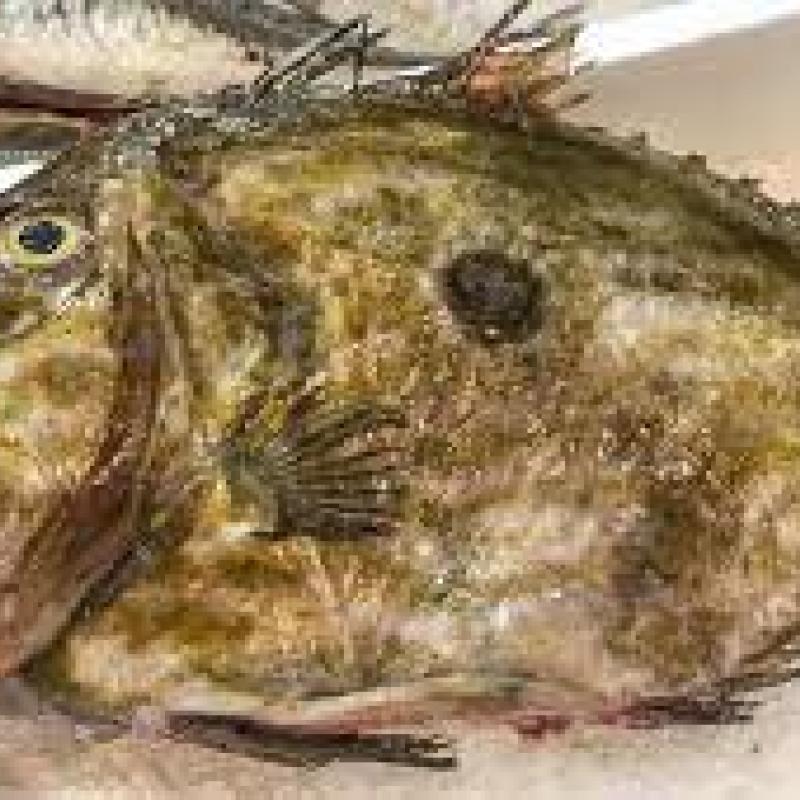 PEIXE GALO
