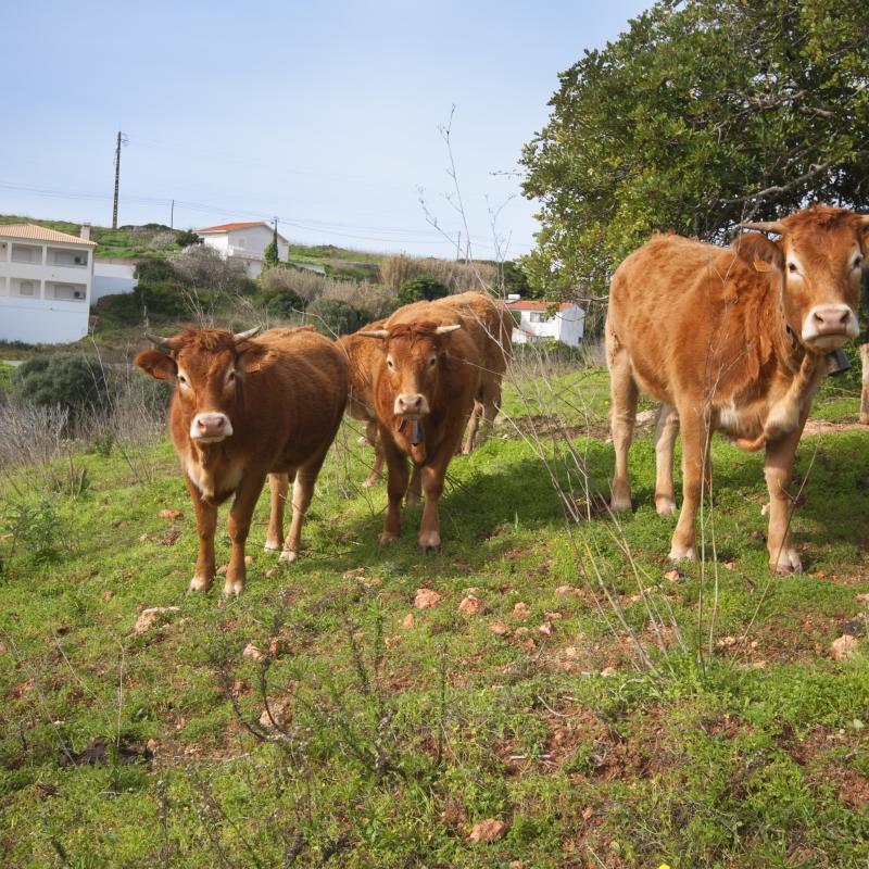 VACAS